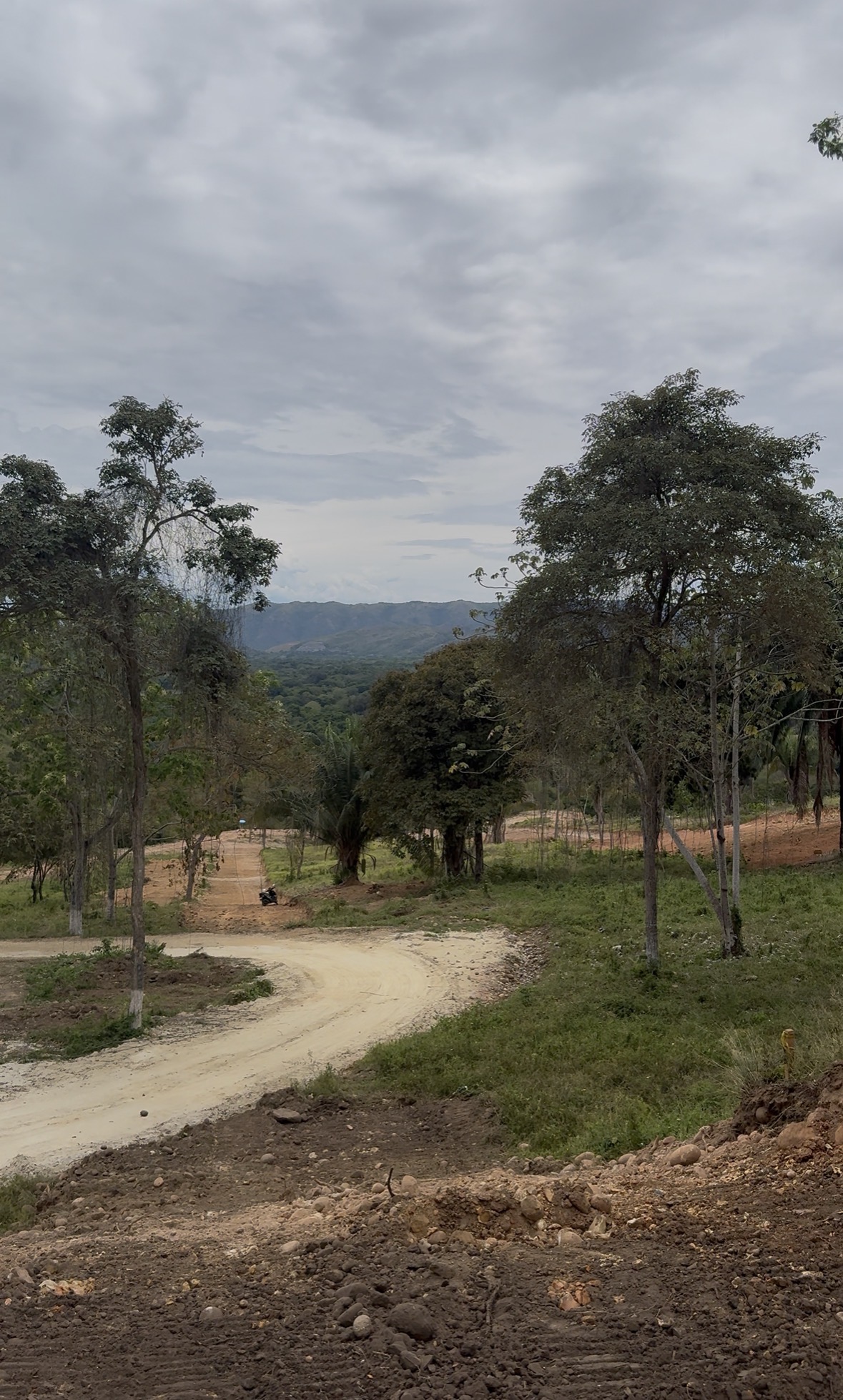 Atalía Campestre