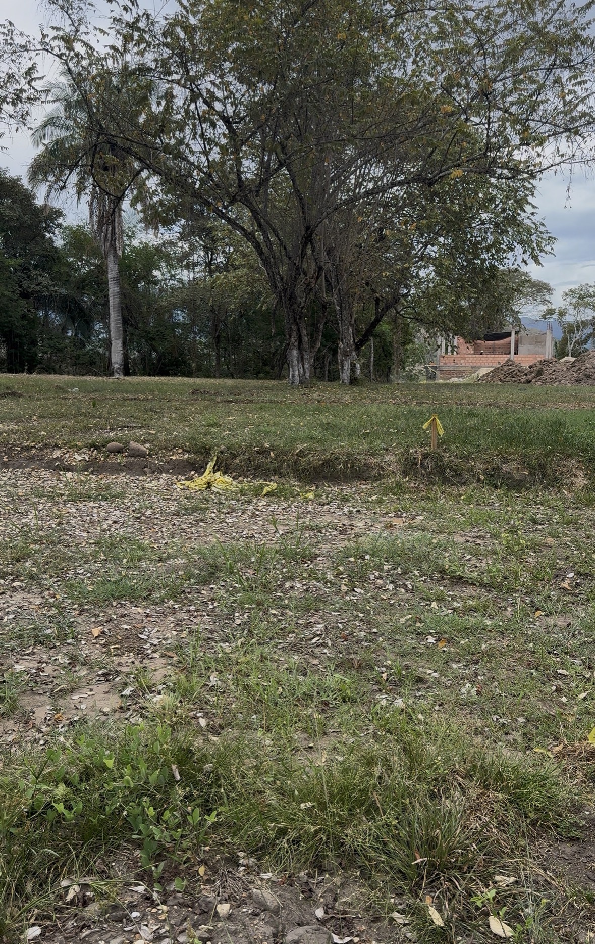 Atalía Campestre - Miniatura 8